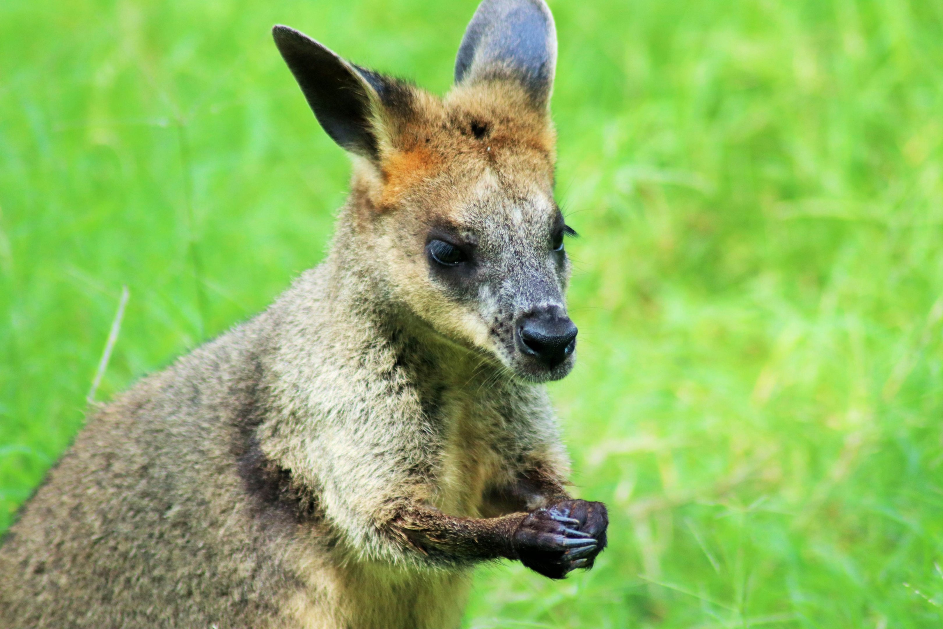 Swamp Wallaby (Wallabia bicolor)