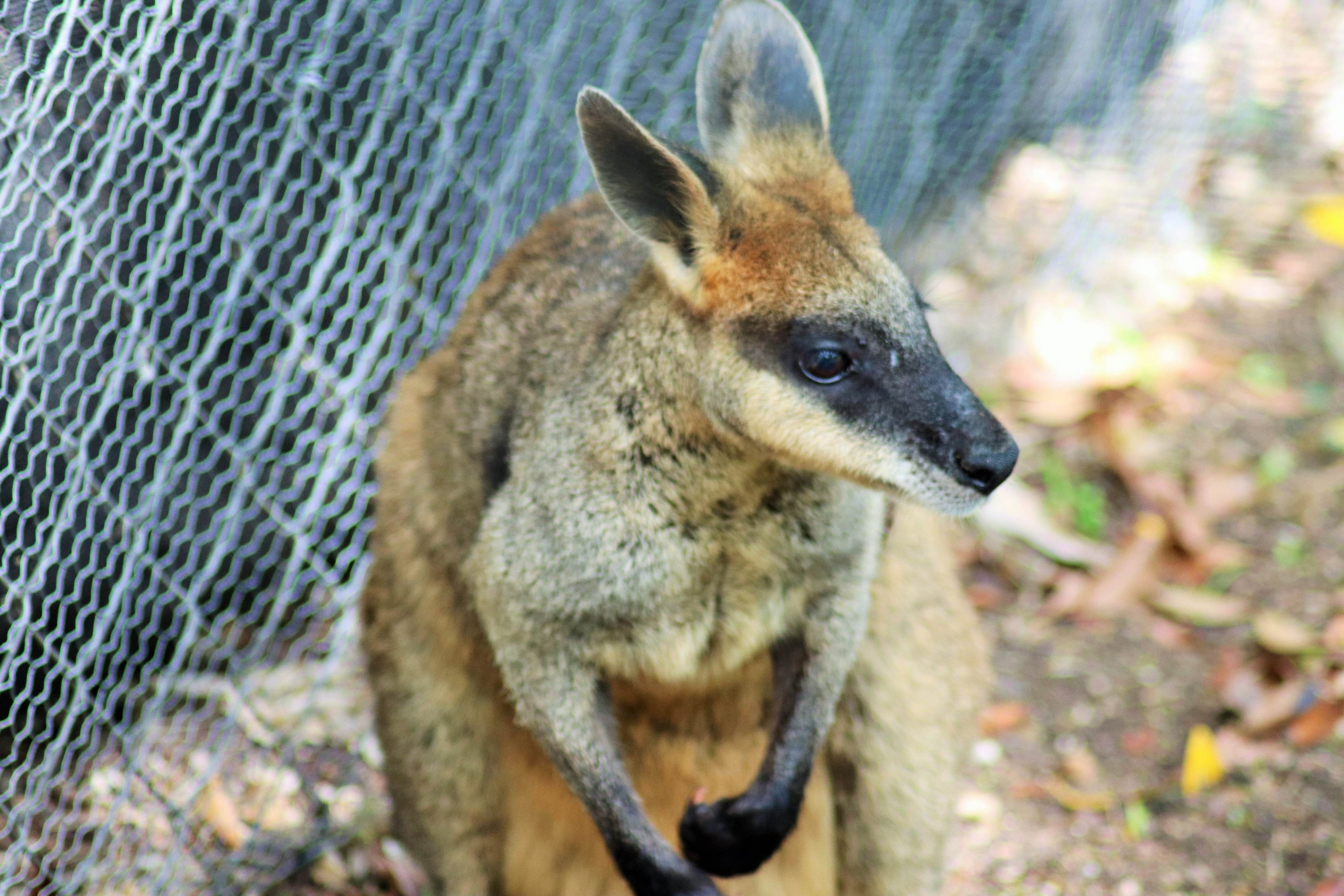 Swamp Wallaby (Wallabia bicolor)