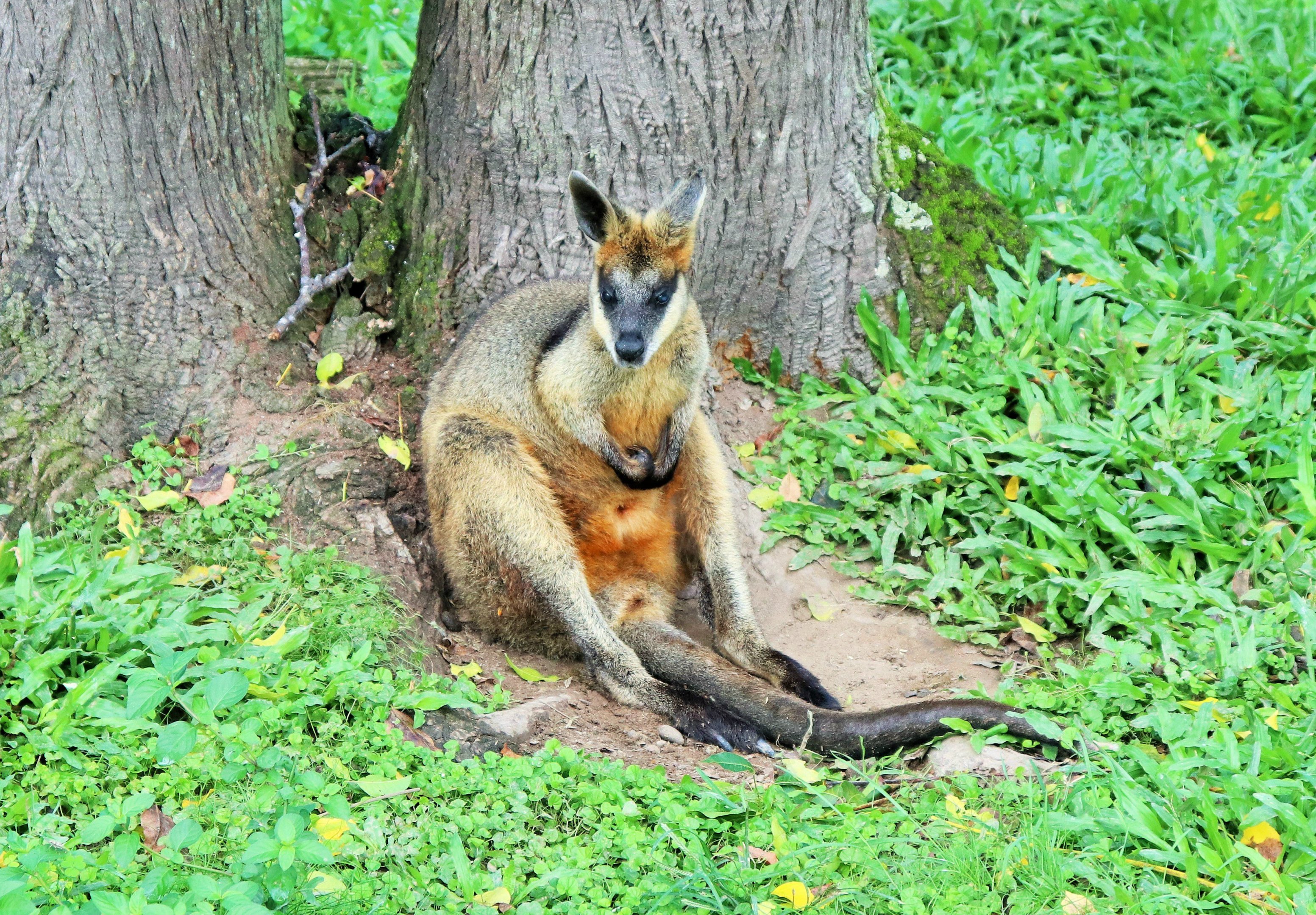 Swamp Wallaby (Wallabia bicolor)