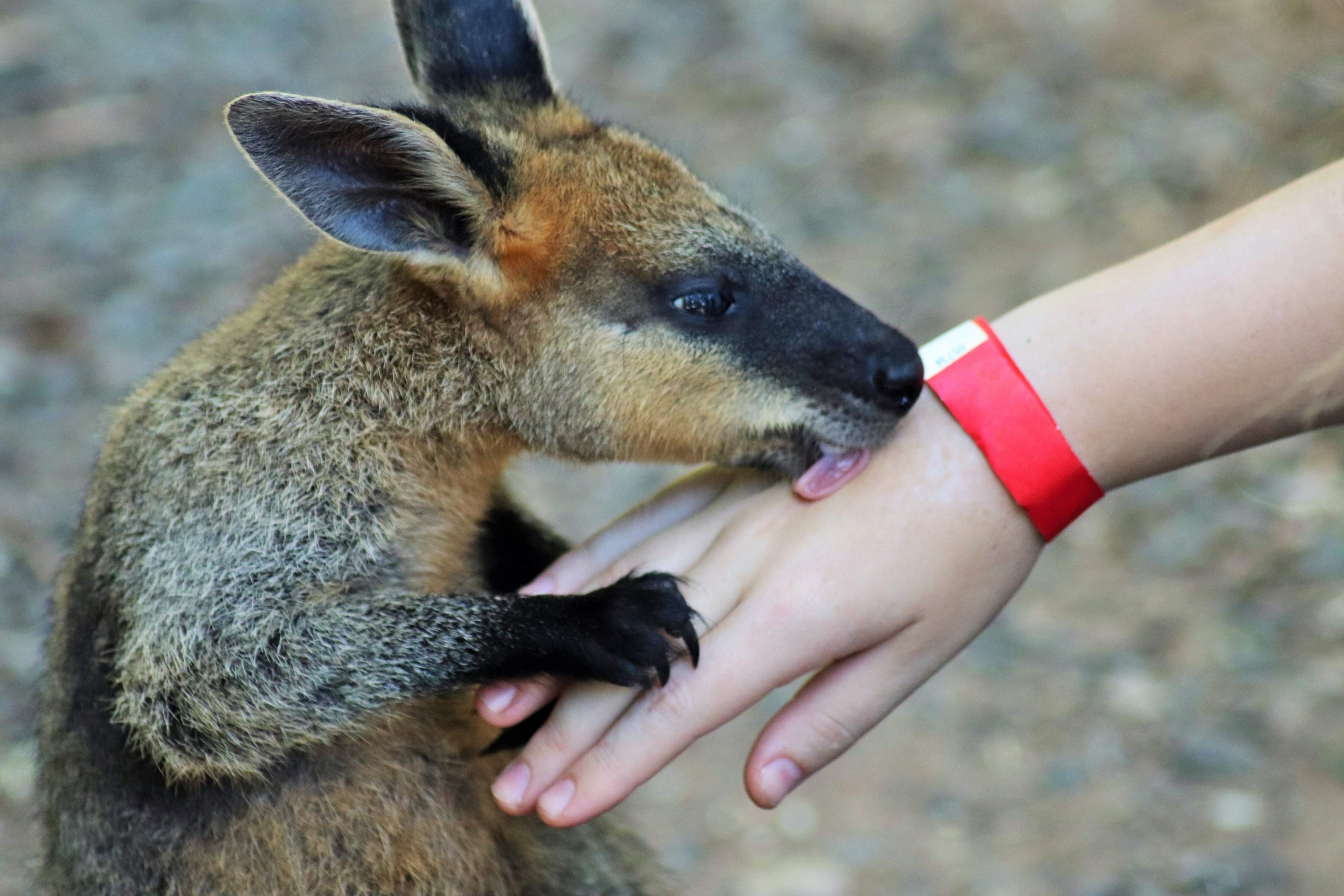 Swamp Wallaby (Wallabia bicolor)
