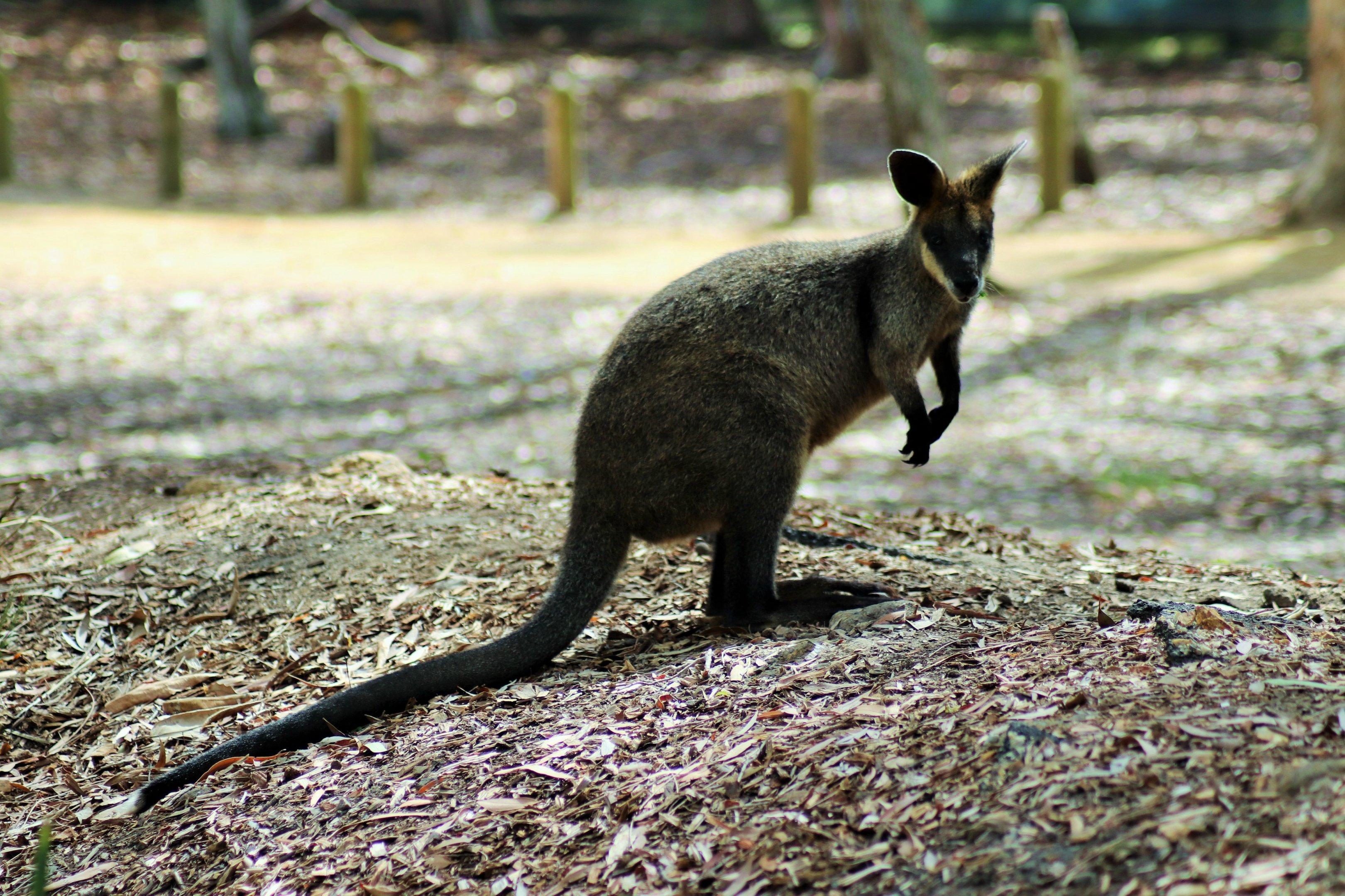 Swamp Wallaby (Wallabia bicolor)