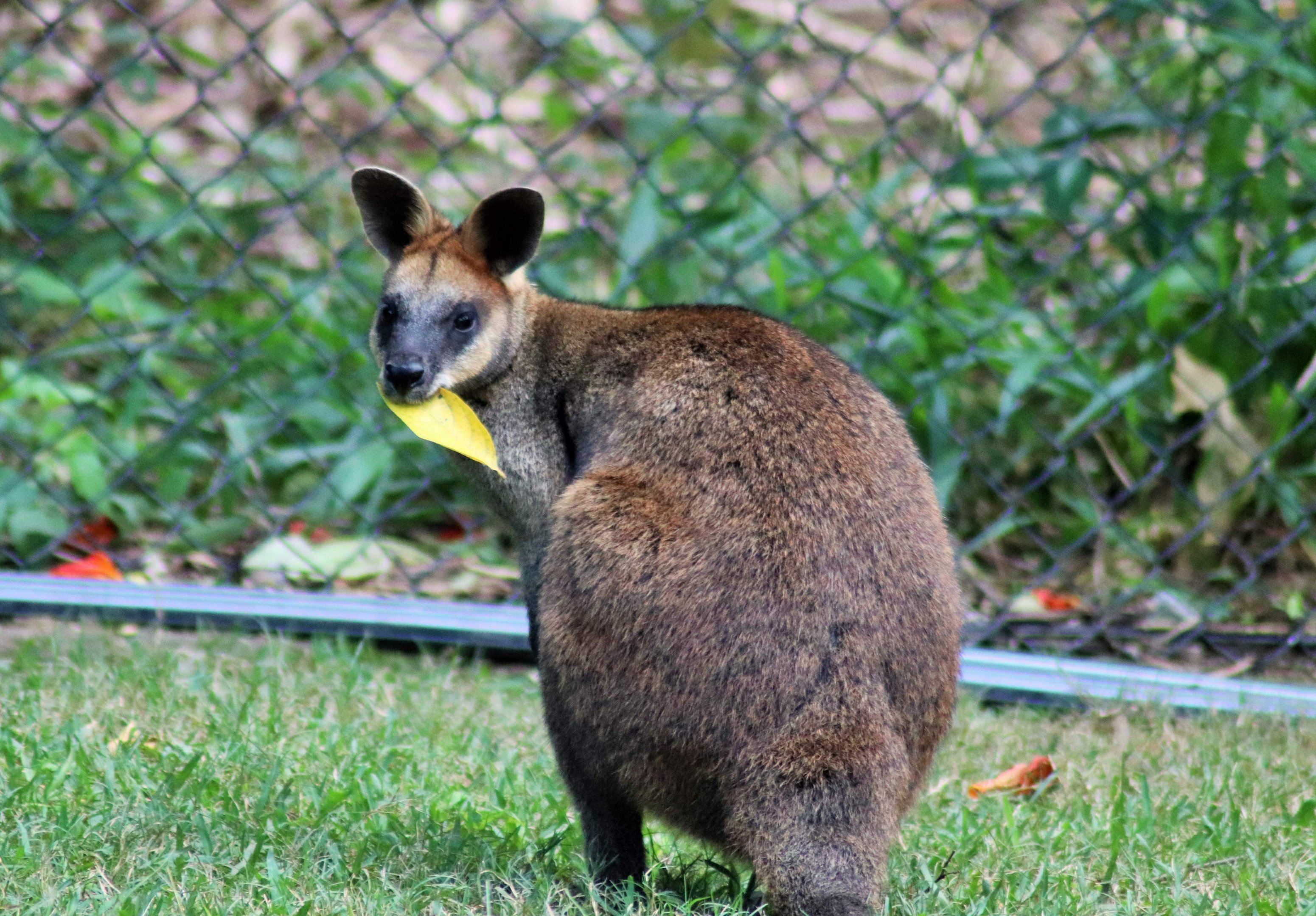 Swamp Wallaby (Wallabia bicolor)