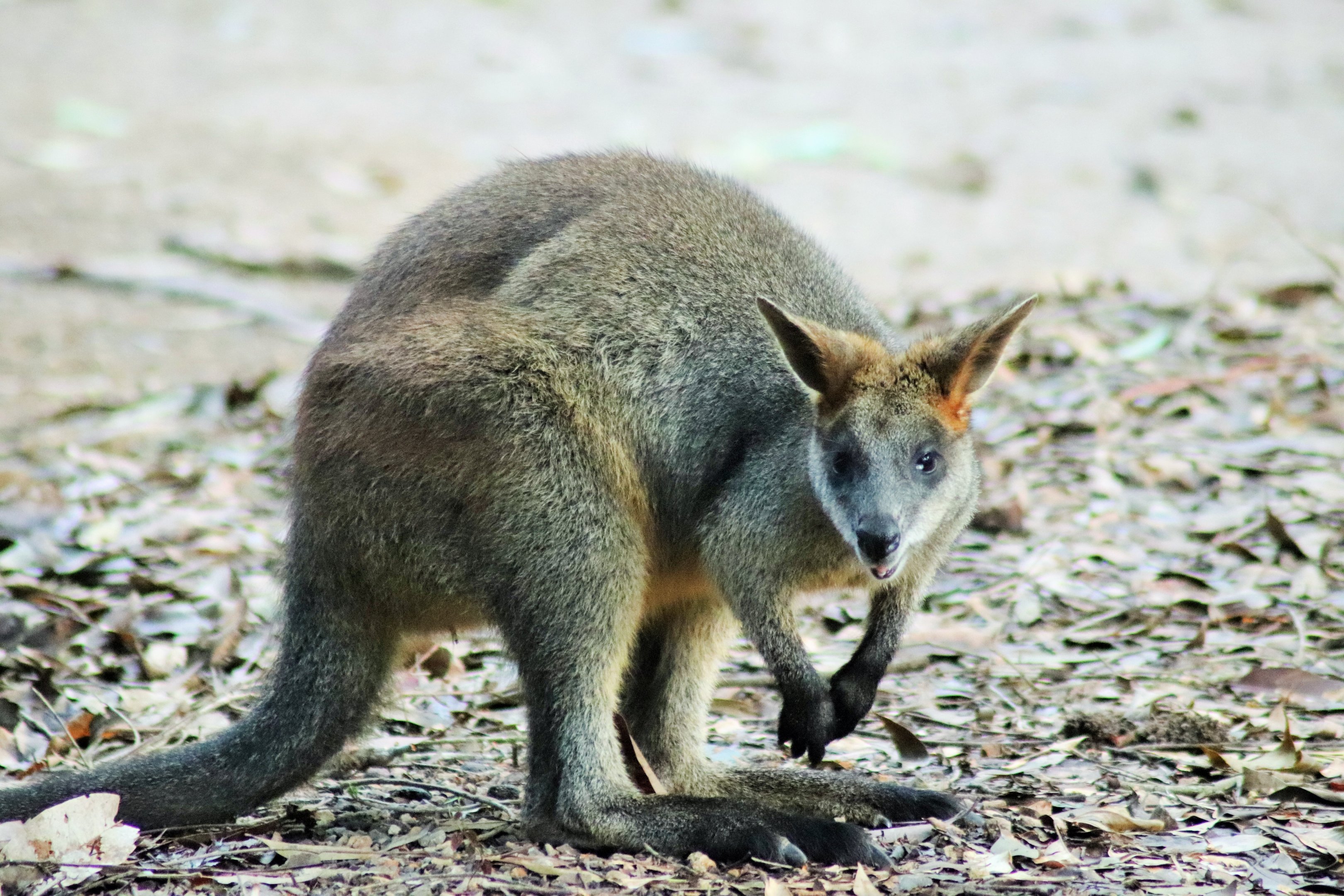 Swamp Wallaby (Wallabia bicolor)