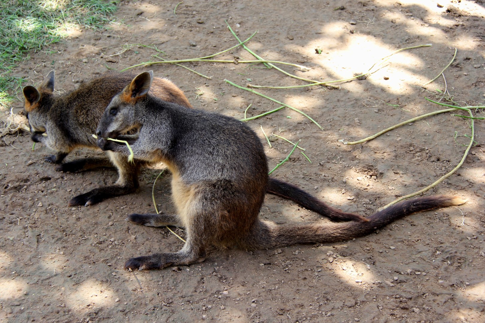 swamp wallaby (Wallabia bicolor)