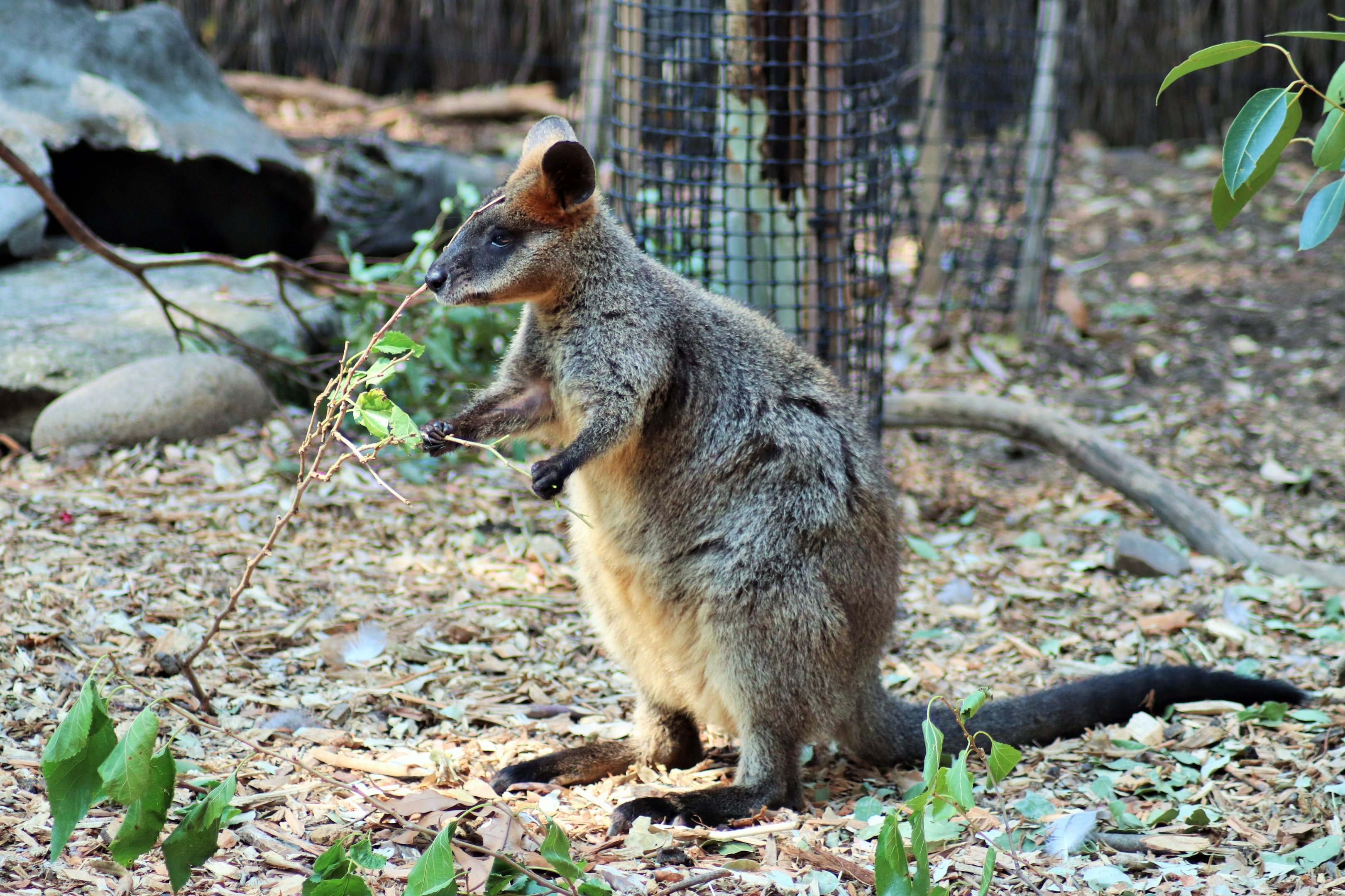 Swamp Wallaby (Wallabia bicolor)