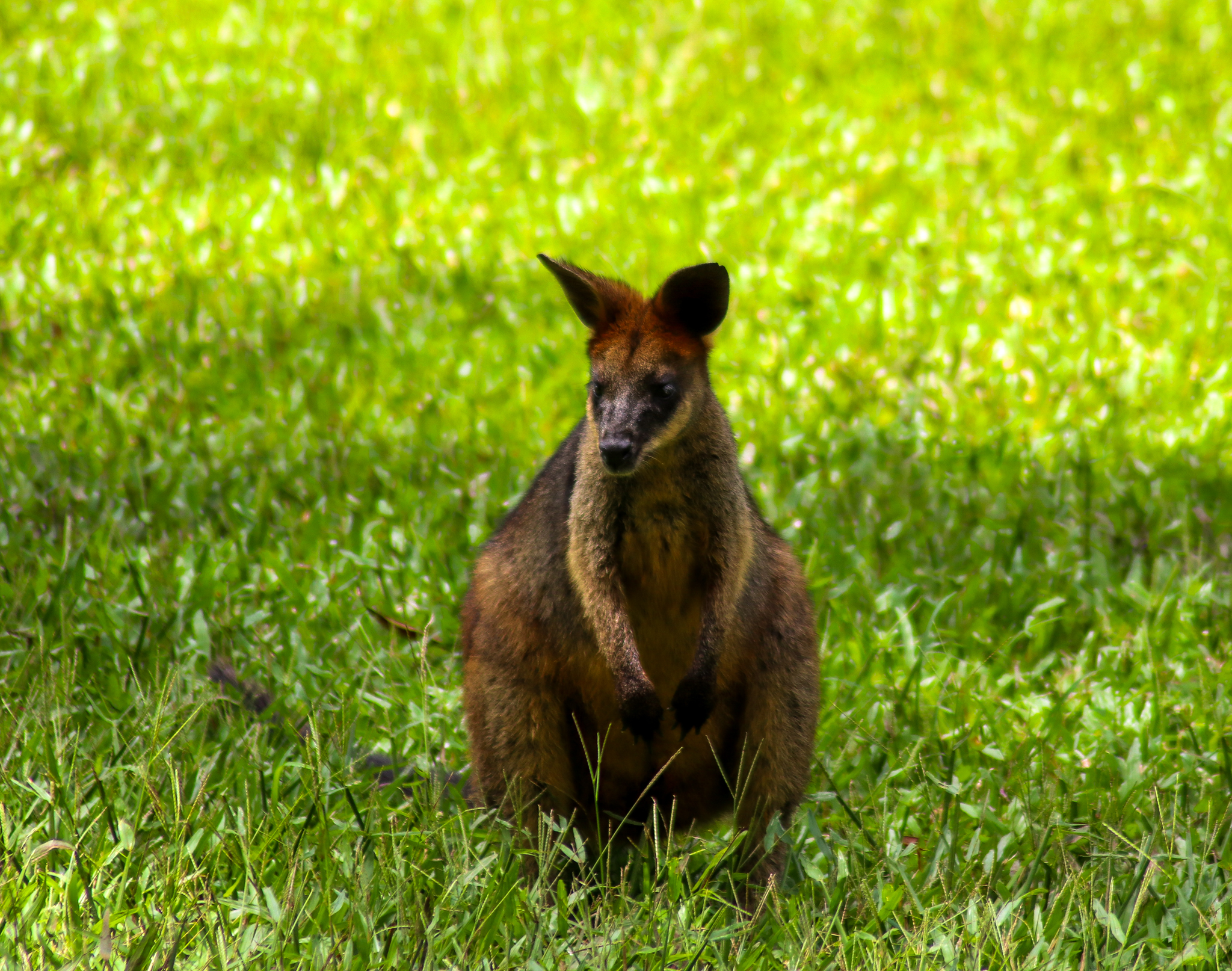 Swamp Wallaby (Wallabia bicolor)