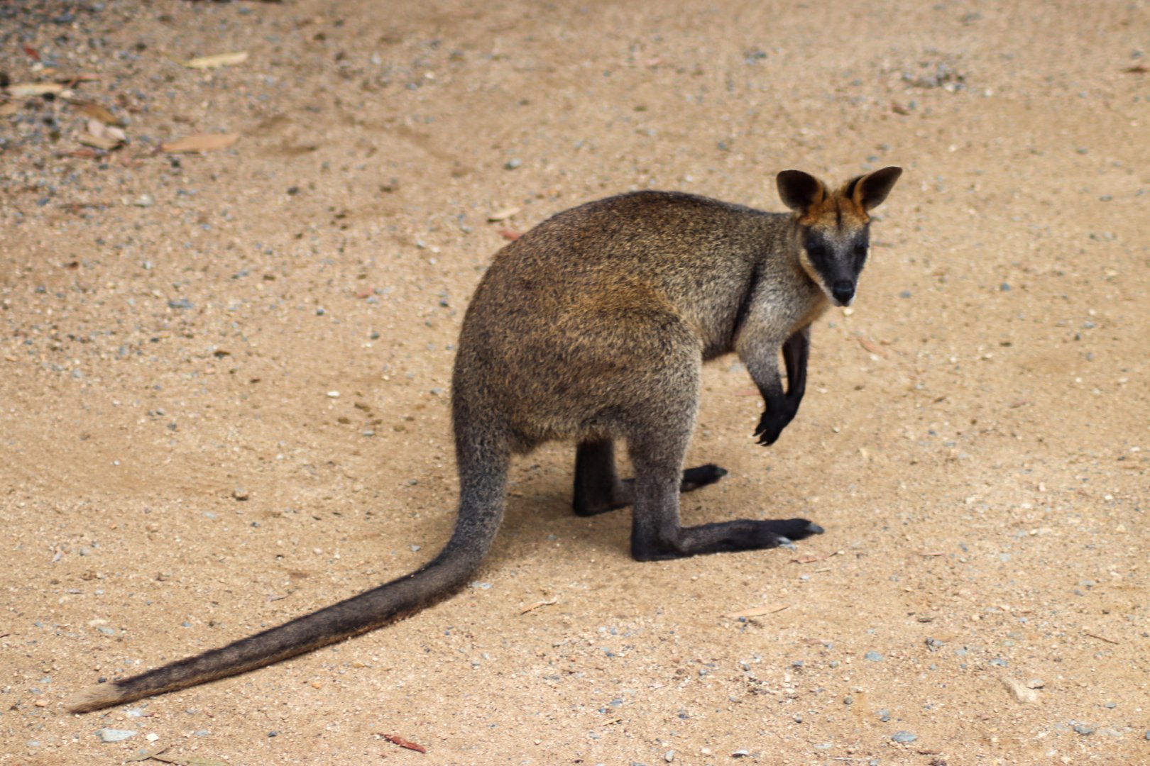 Swamp Wallaby (Wallabia bicolor)