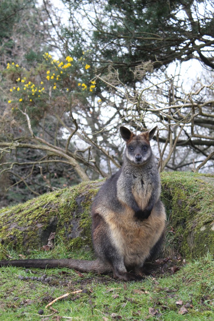 Swamp wallaby (Wallabia bicolor)