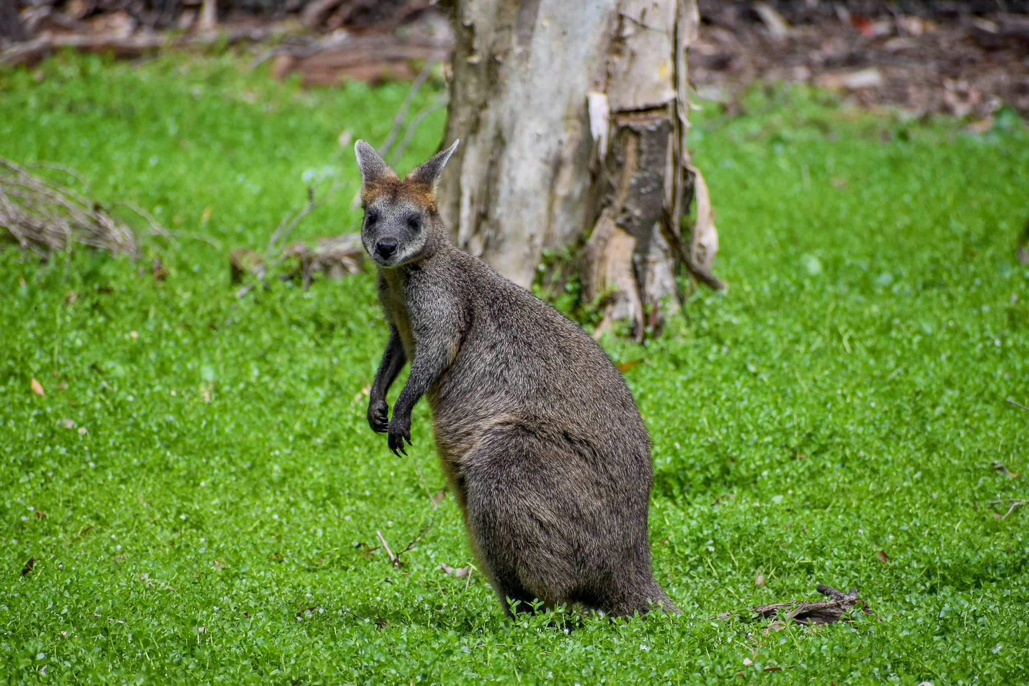 Swamp Wallaby (Wallabia bicolor)