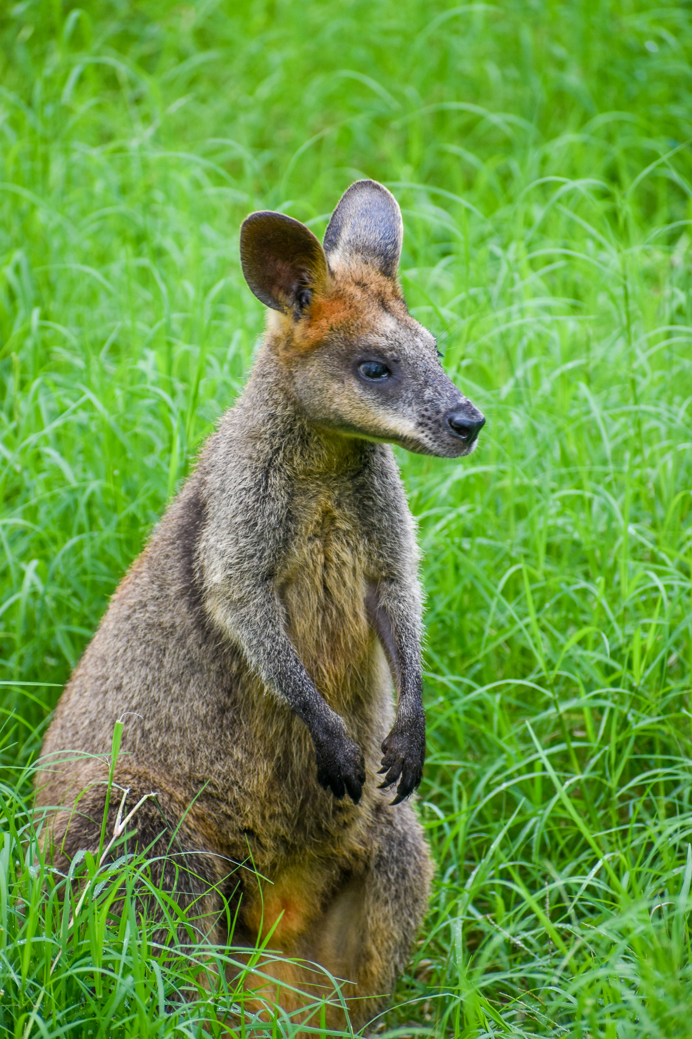 Swamp Wallaby (Wallabia bicolor)