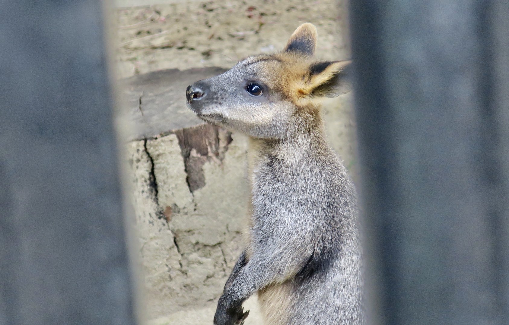 Swamp Wallaby (Wallabia bicolor)