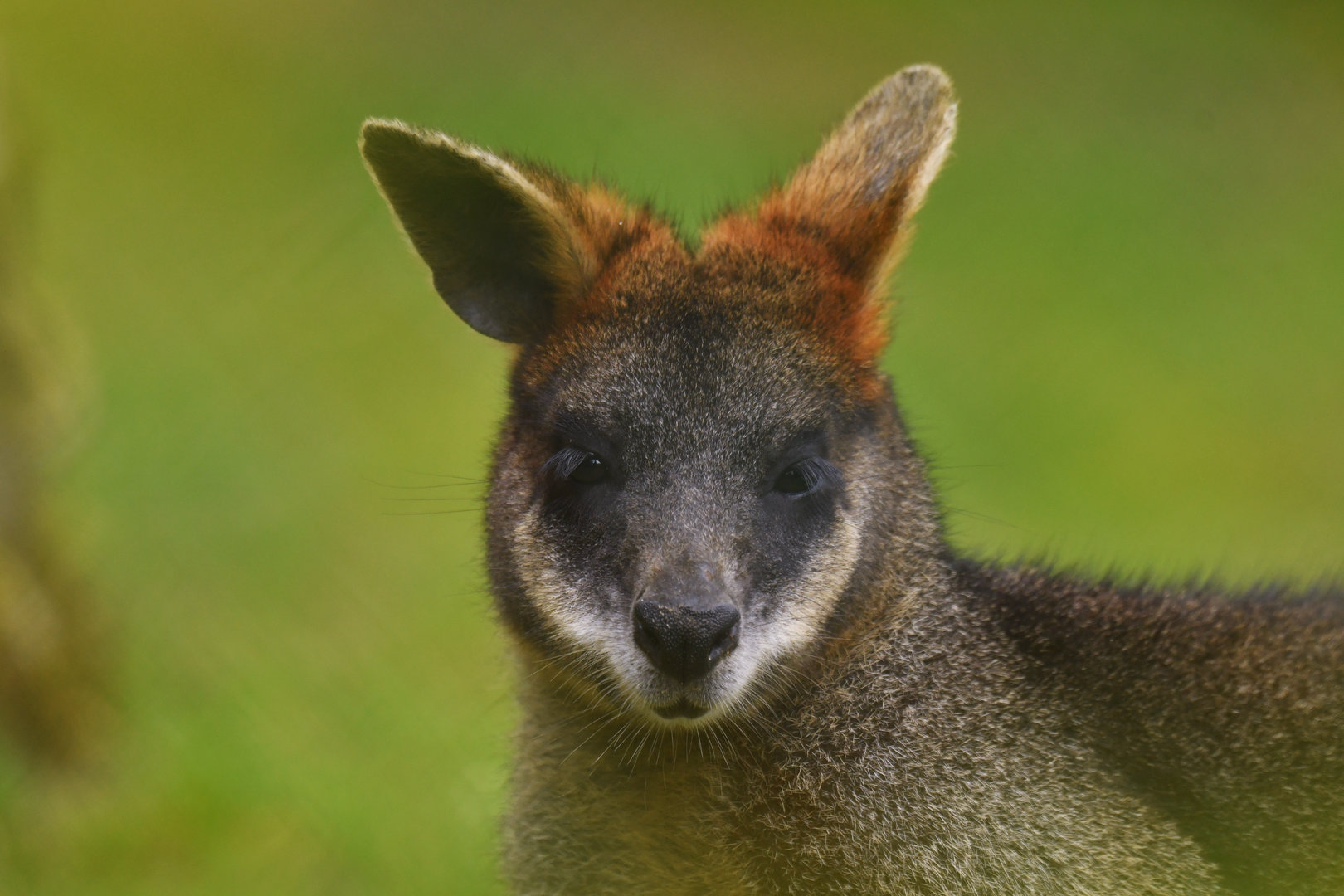 Swamp wallaby (Wallabia bicolor)