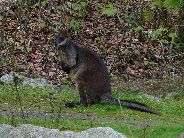 Swamp wallaby (Wallabia bicolor)