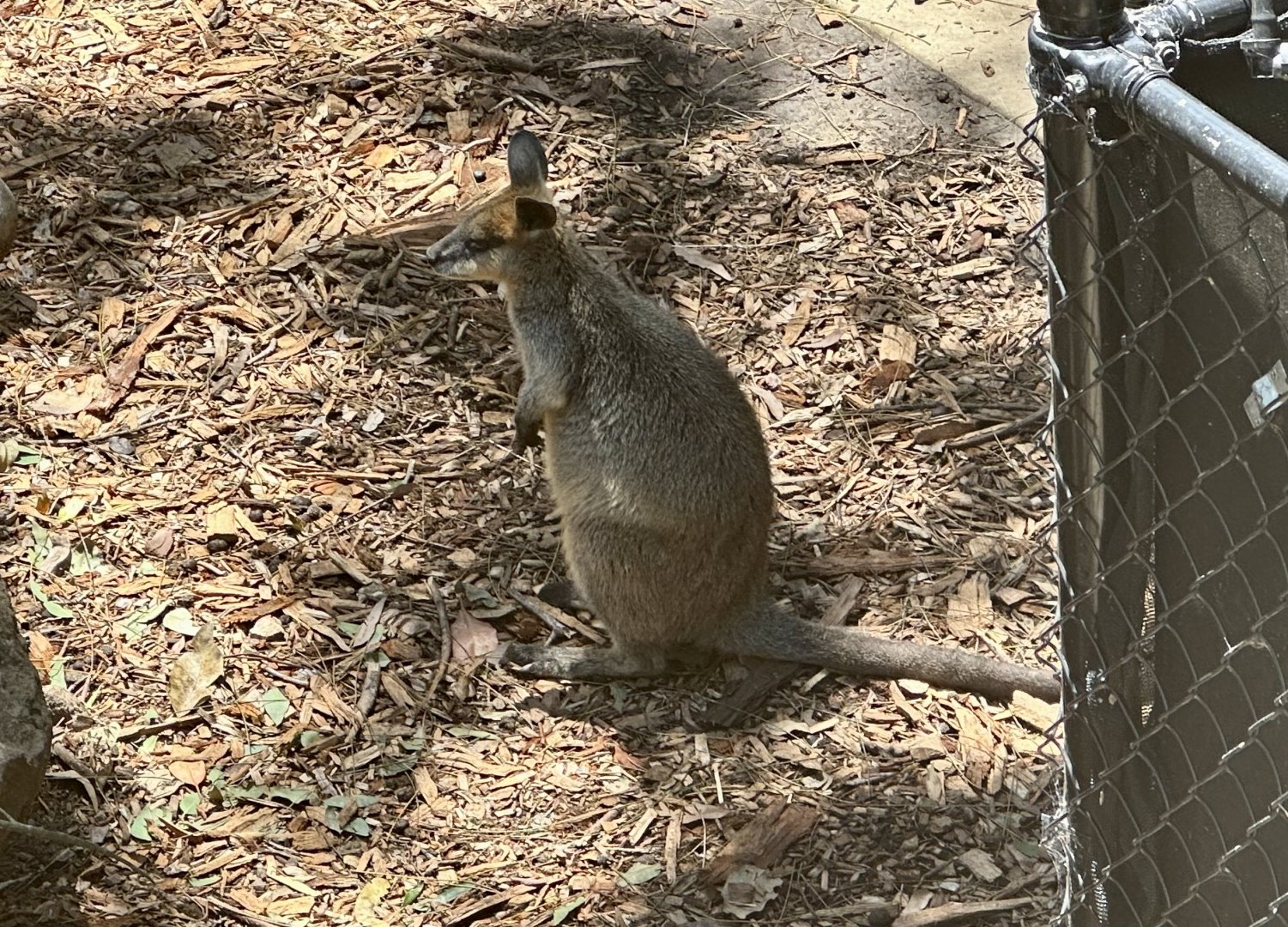 Swamp wallaby (Wallabia bicolor)
