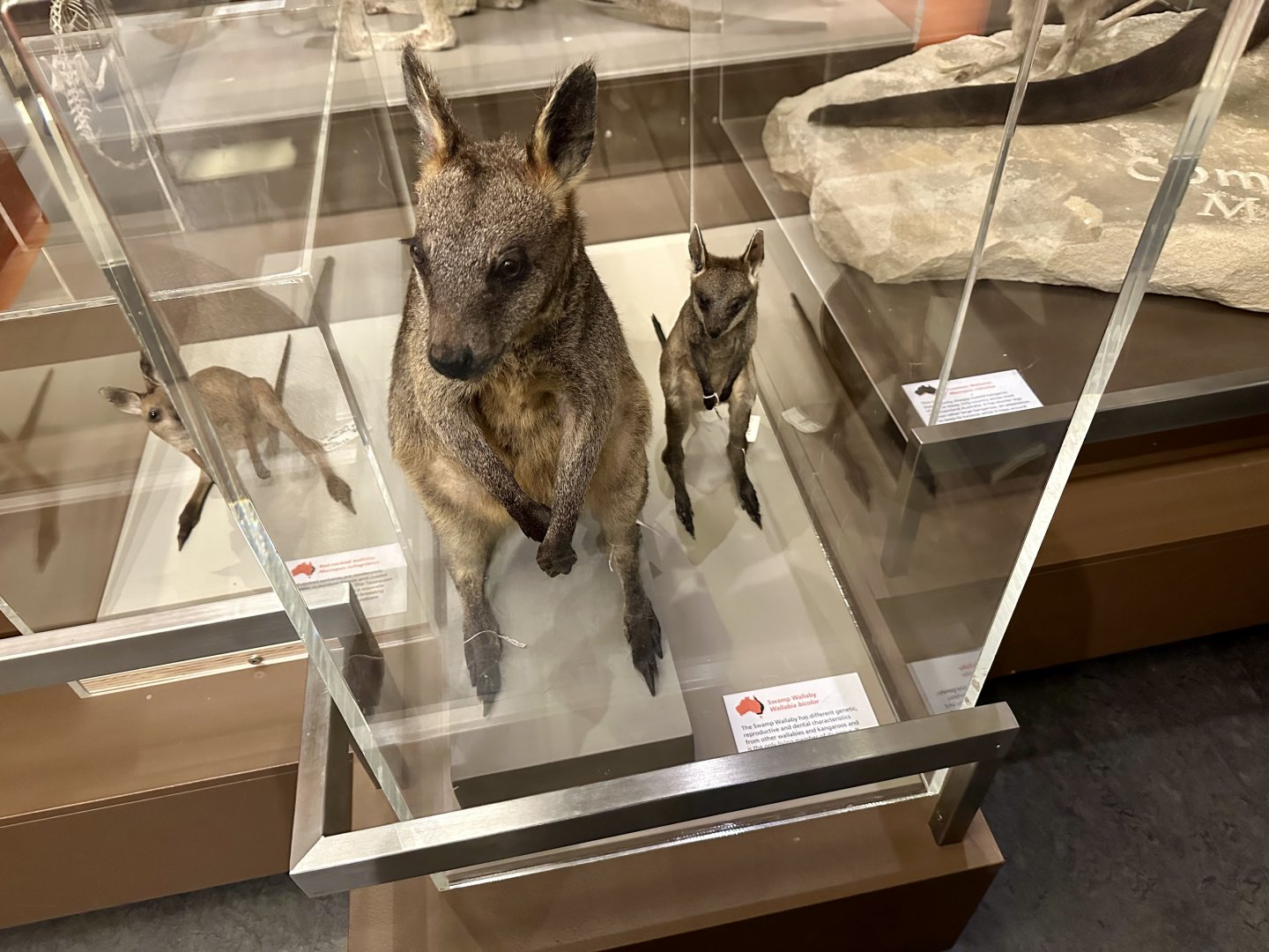 Swamp wallaby (Wallabia bicolor)