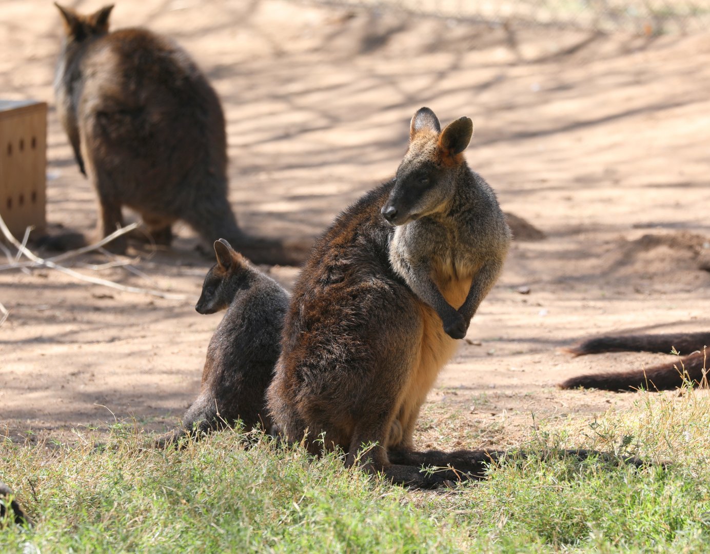 swamp wallaby (Wallabia bicolor)