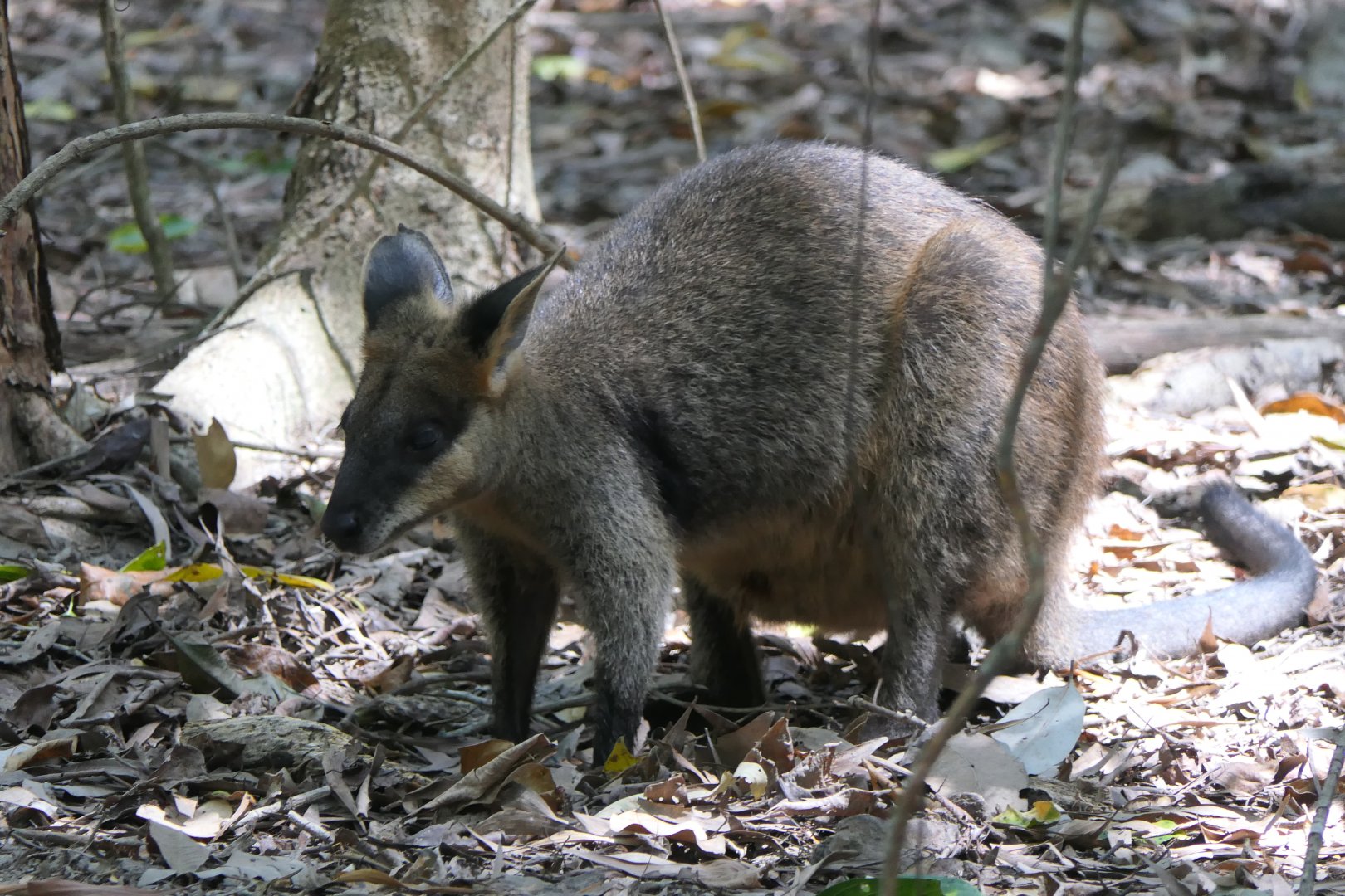 Swamp Wallaby (Wallabia bicolor)