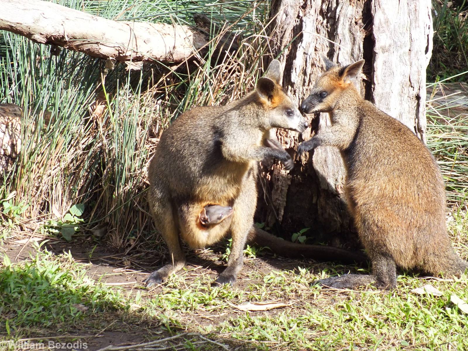 Swamp Wallaby with Joey Coming out of Pouch