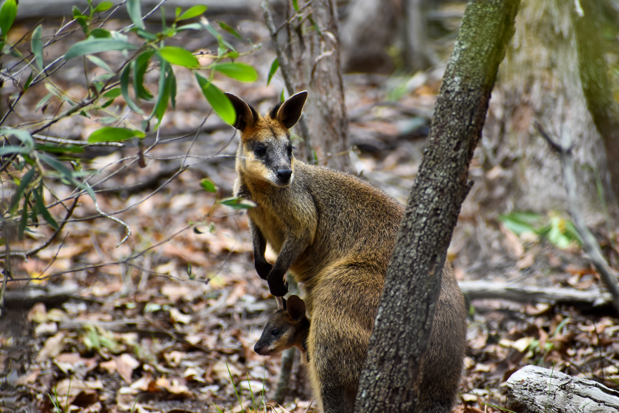 Swamp Wallaby with Joey (Wallabia bicolor)