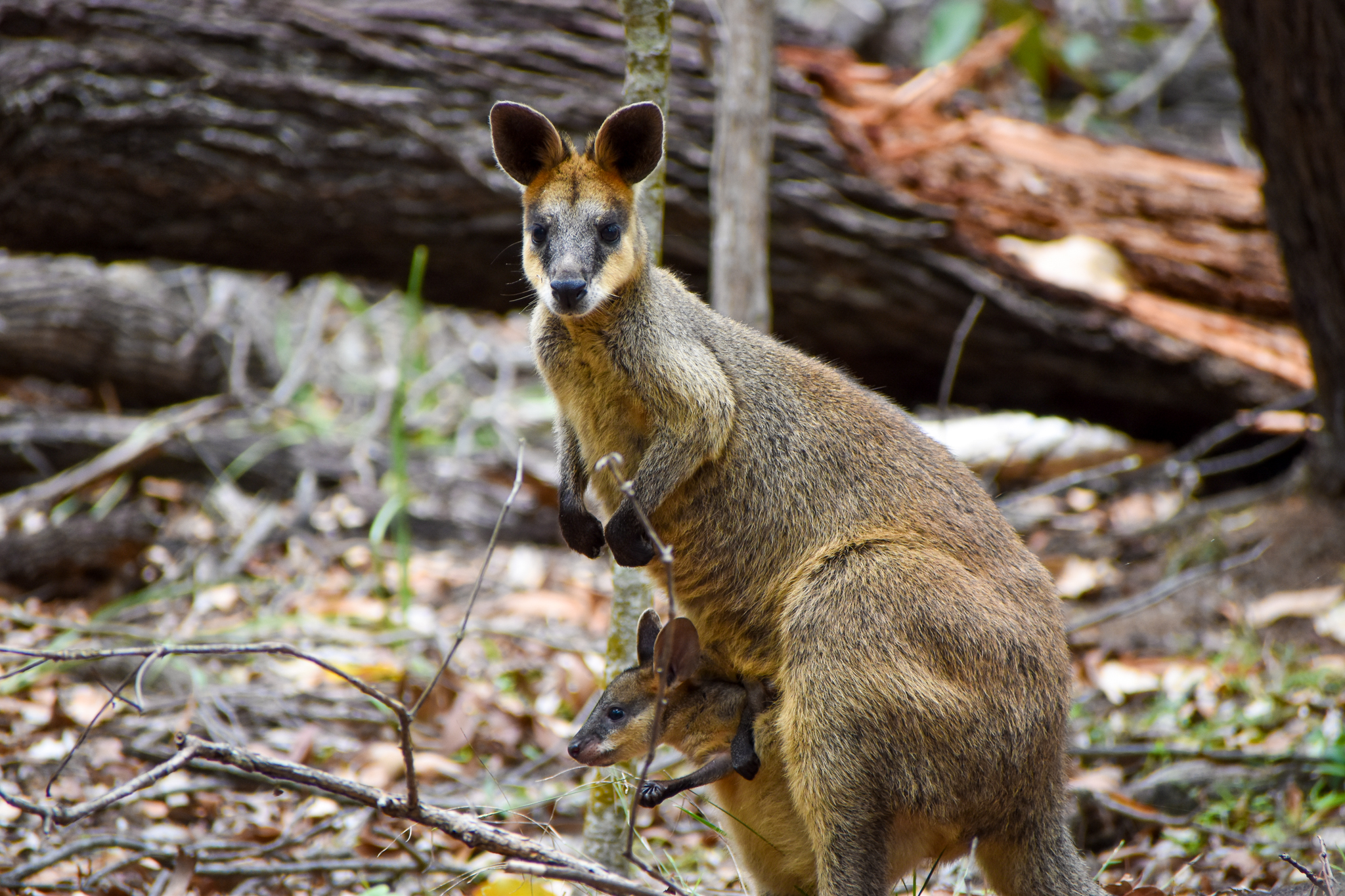 Swamp Wallaby with Joey (Wallabia bicolor)