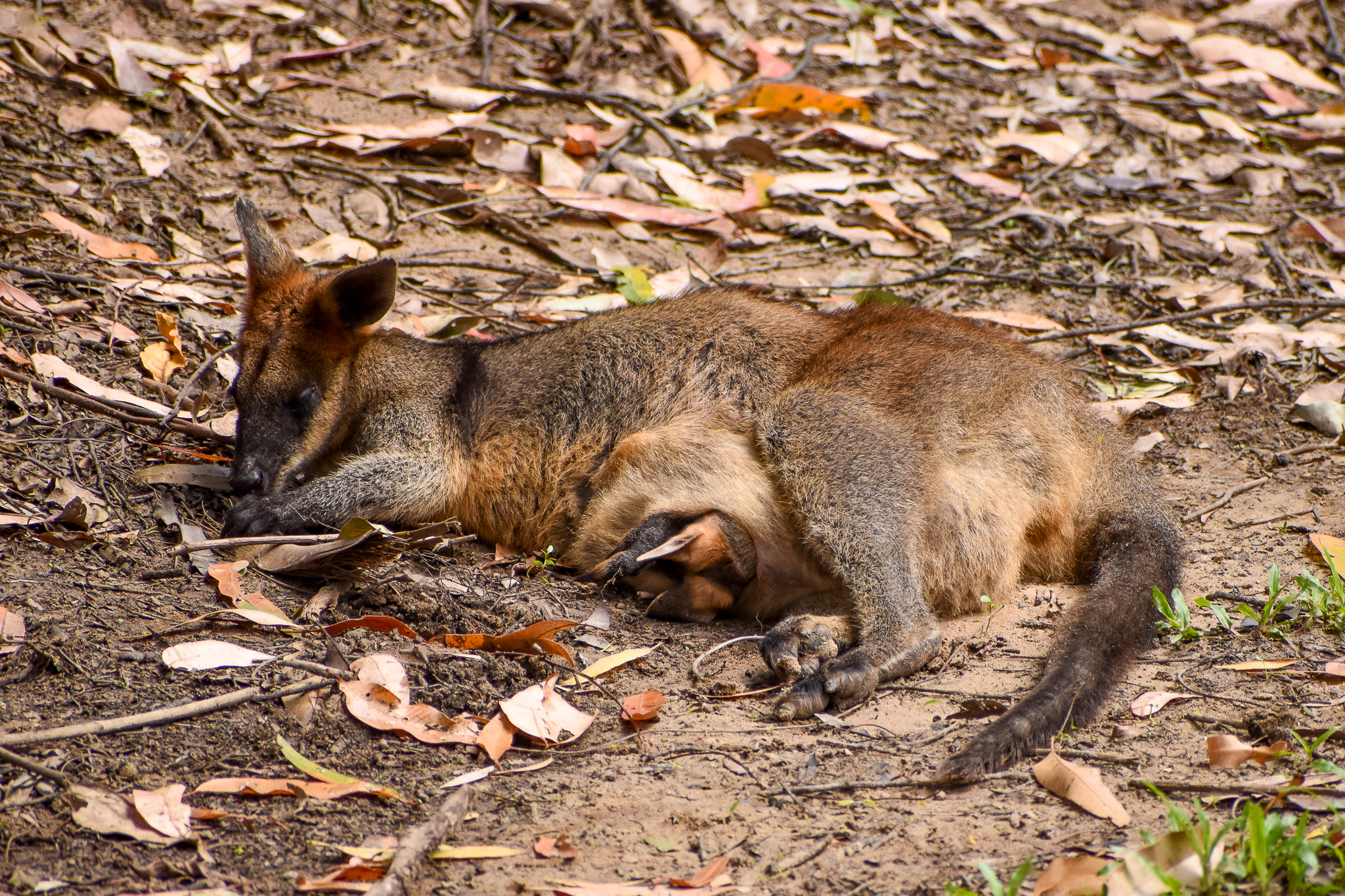 Swamp Wallaby with Joey (Wallabia bicolor)
