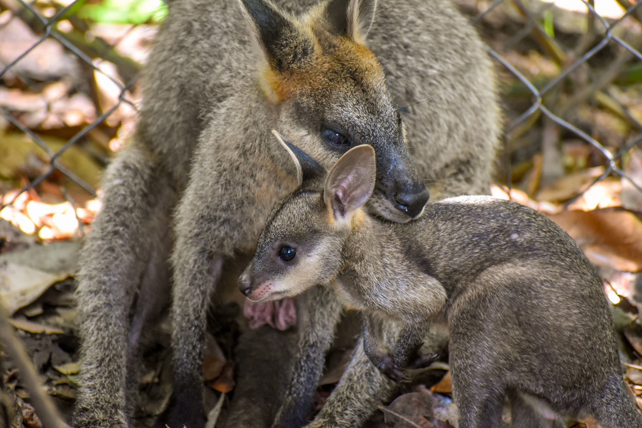 Swamp Wallaby with joey