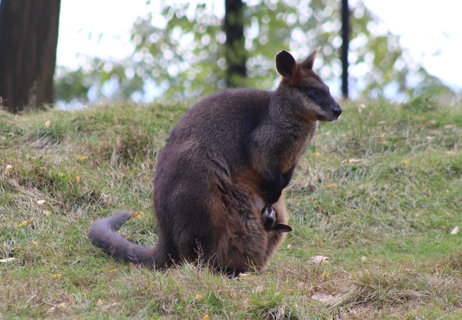 Swamp wallaby with joey