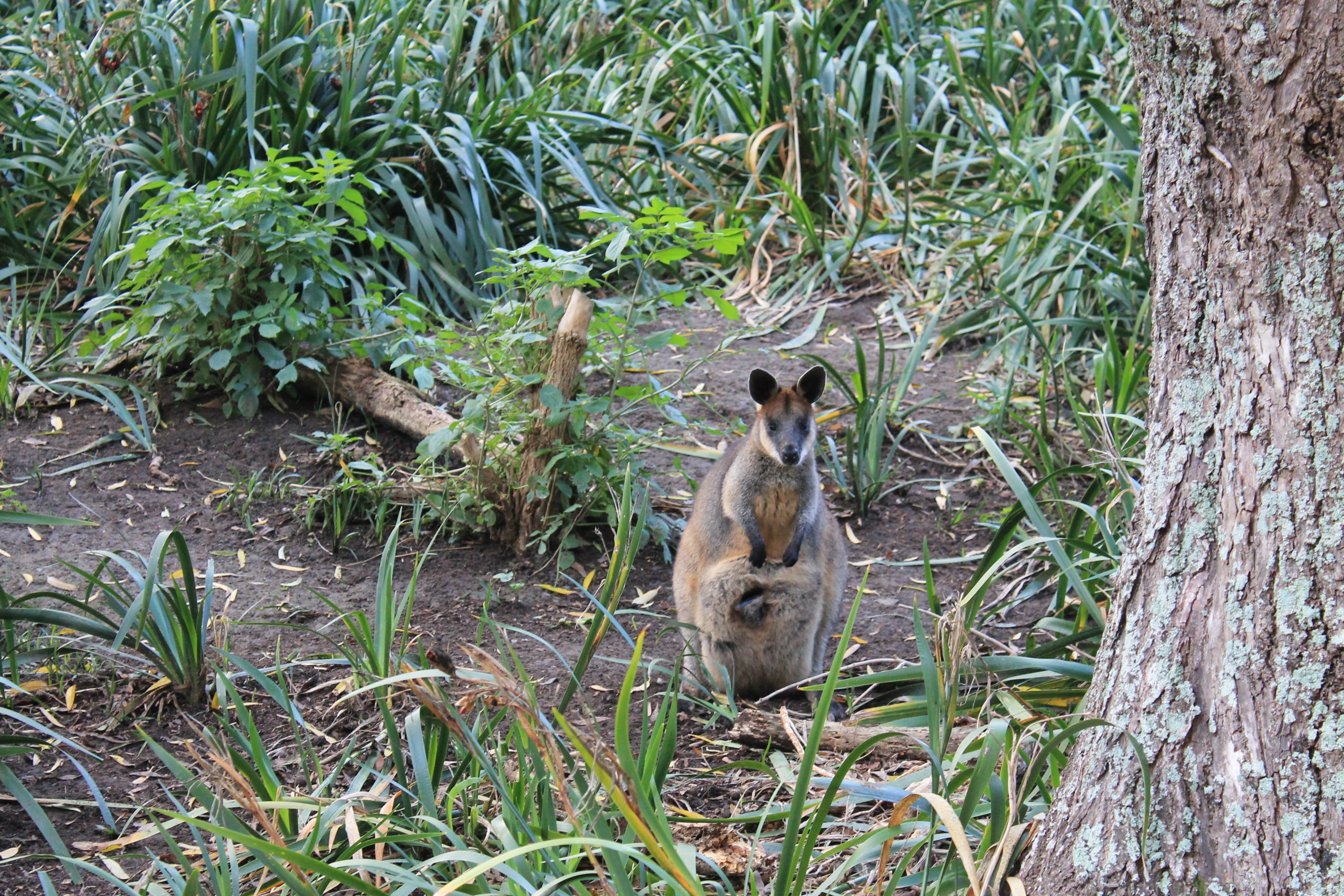 Swamp Wallaby with pouch-young