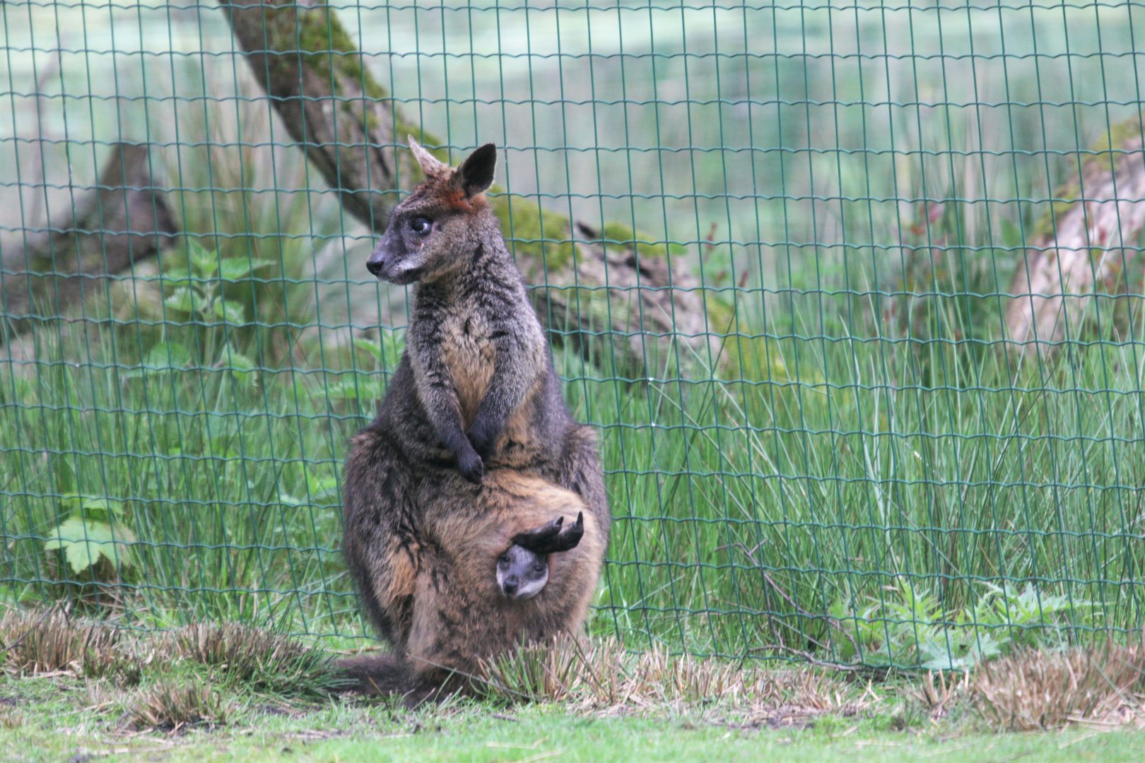 Swamp wallaby with young