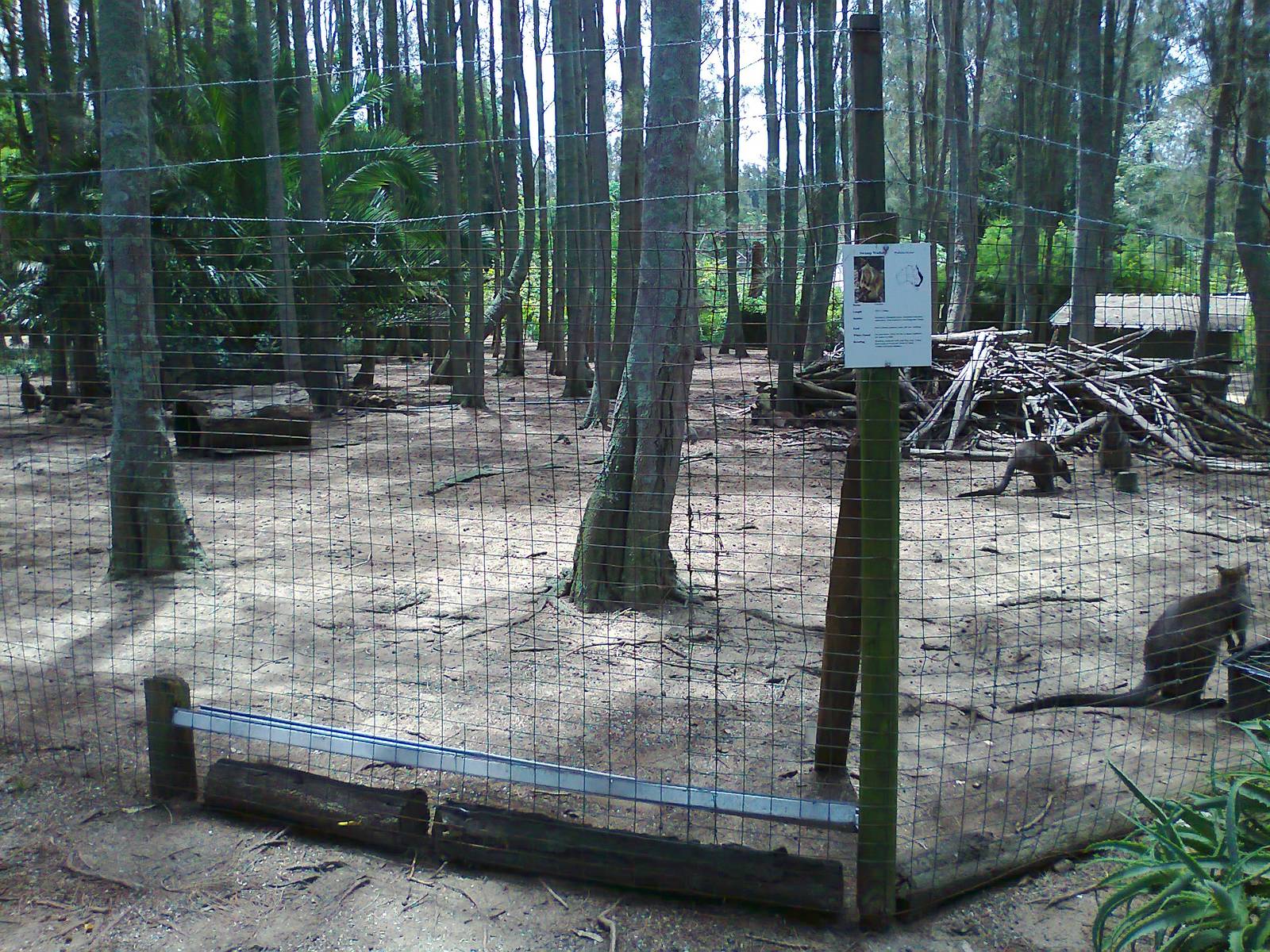 Swamp Wallaby yard