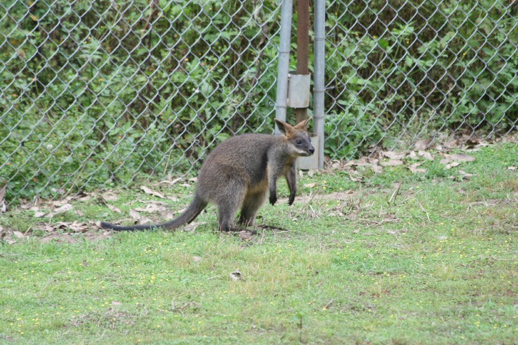 Swamp Wallaby youngster