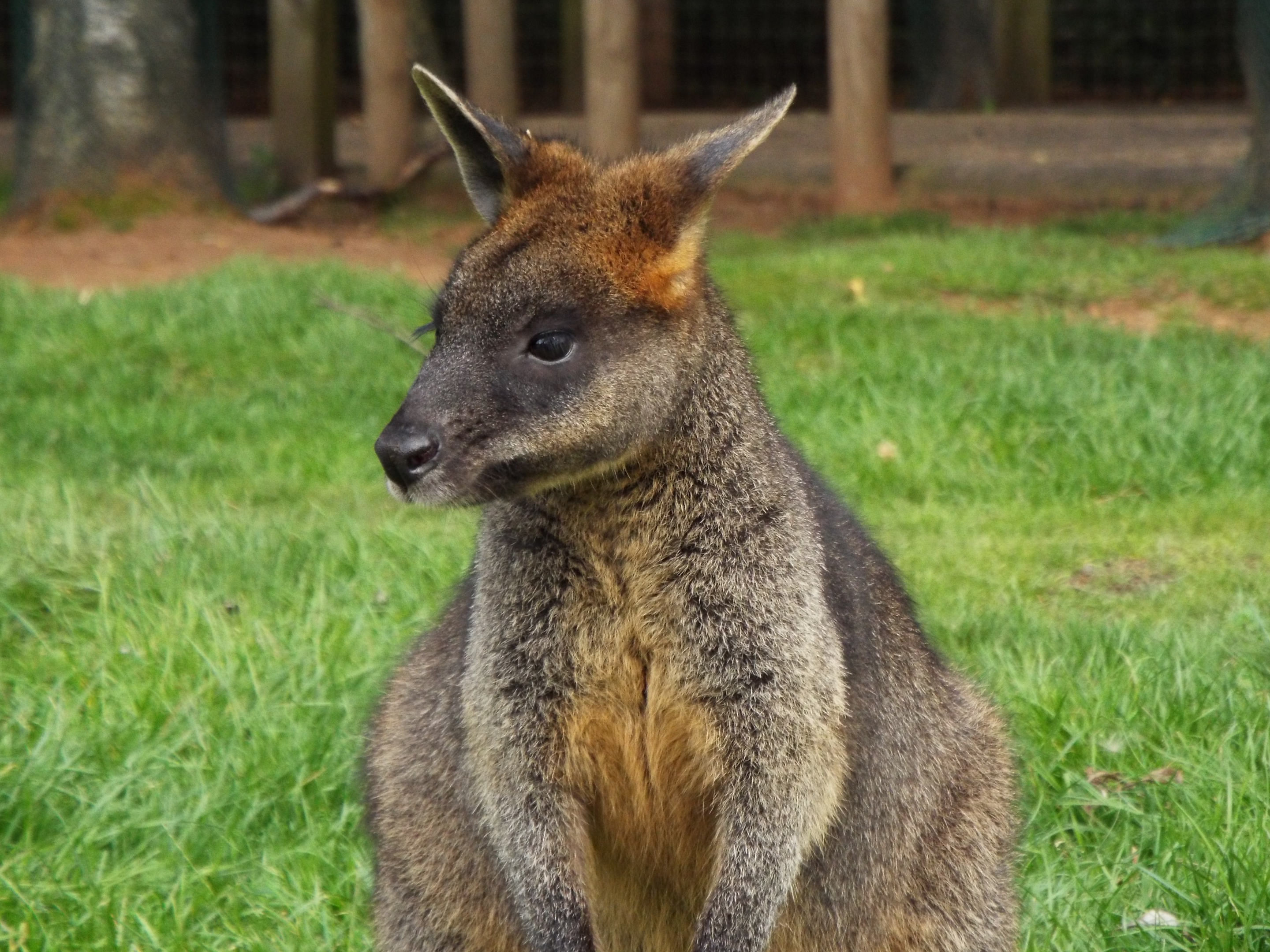 Swamp Wallaby, YWP