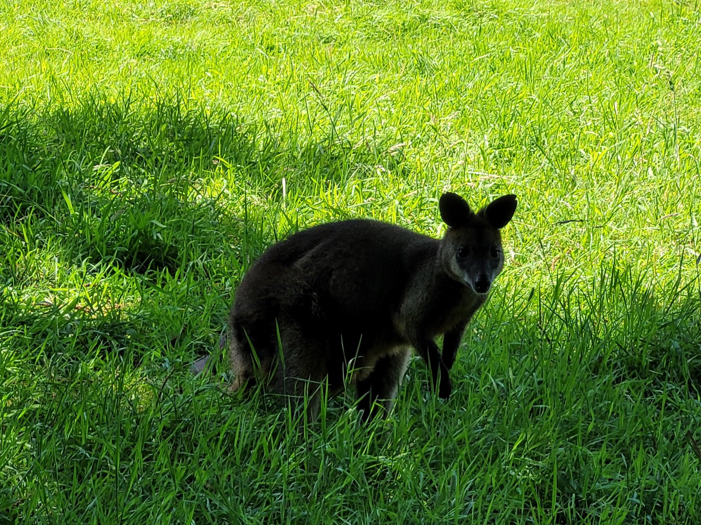 Swamp wallaby -Zoo d'Asson (2022)