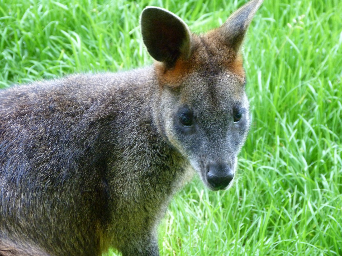 Swamp wallaby -Zoo d'Asson (2025)
