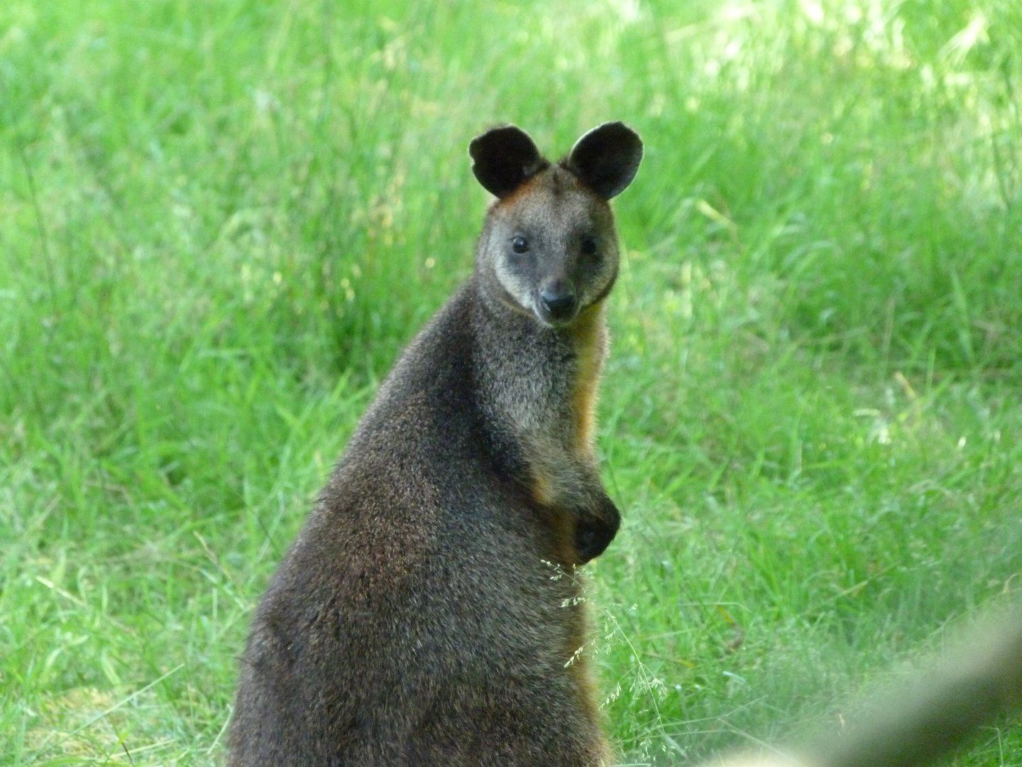 Swamp wallaby -Zoo d'Asson (2025)