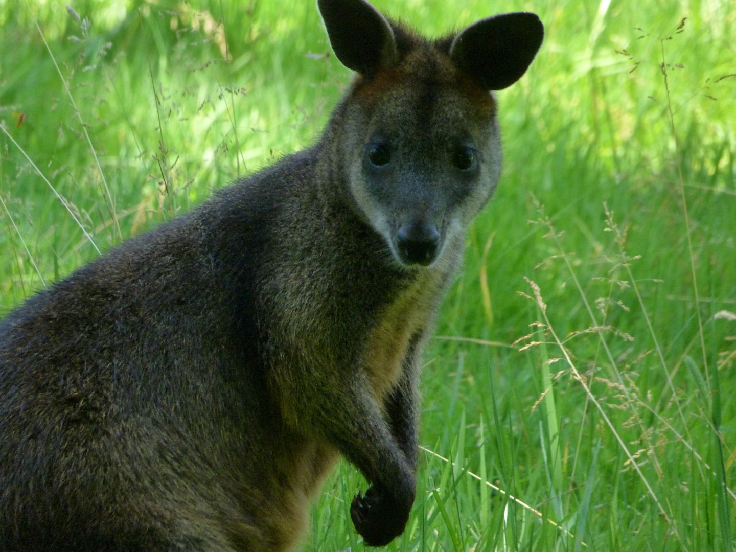 Swamp wallaby -Zoo d'Asson (2025)