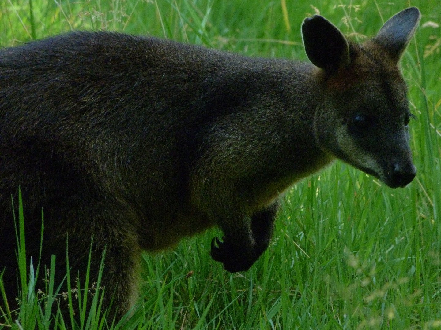 Swamp wallaby -Zoo d'Asson (2025)
