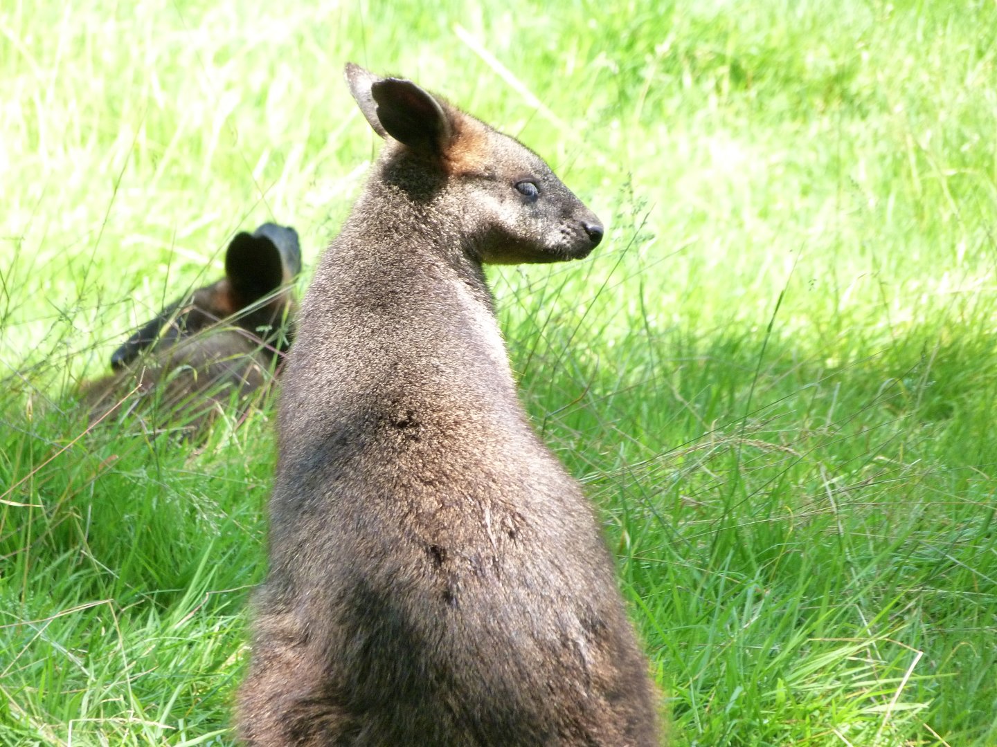 Swamp wallaby -Zoo d'Asson (2025)