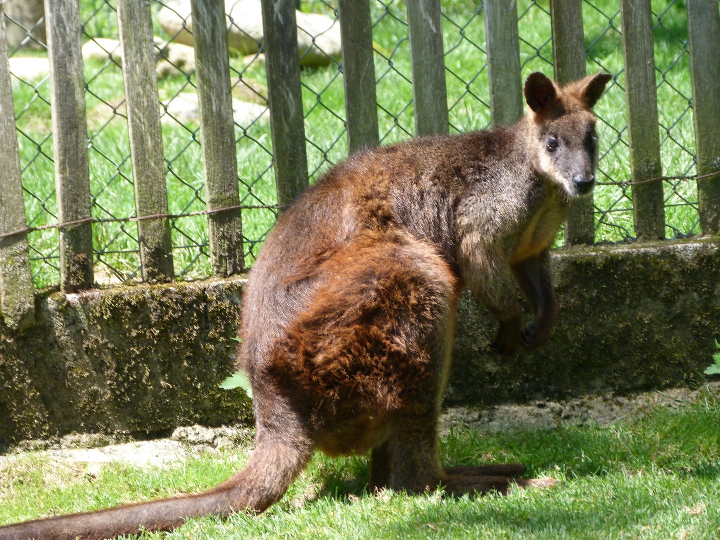 Swamp wallaby -Zoo d'Asson (2025)