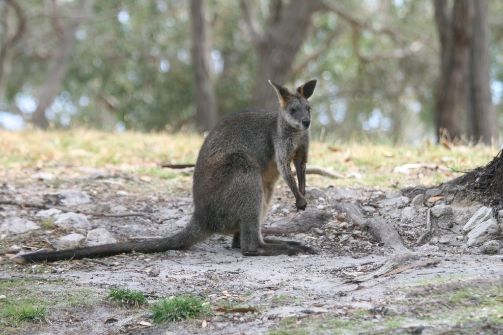 Swamp Wallaby