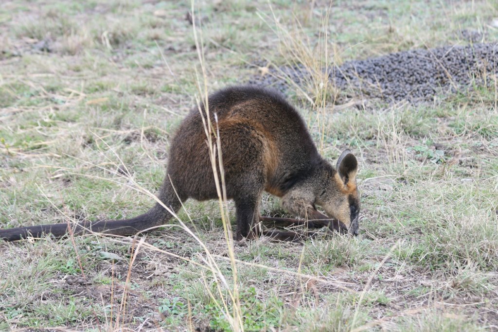 Swamp Wallaby