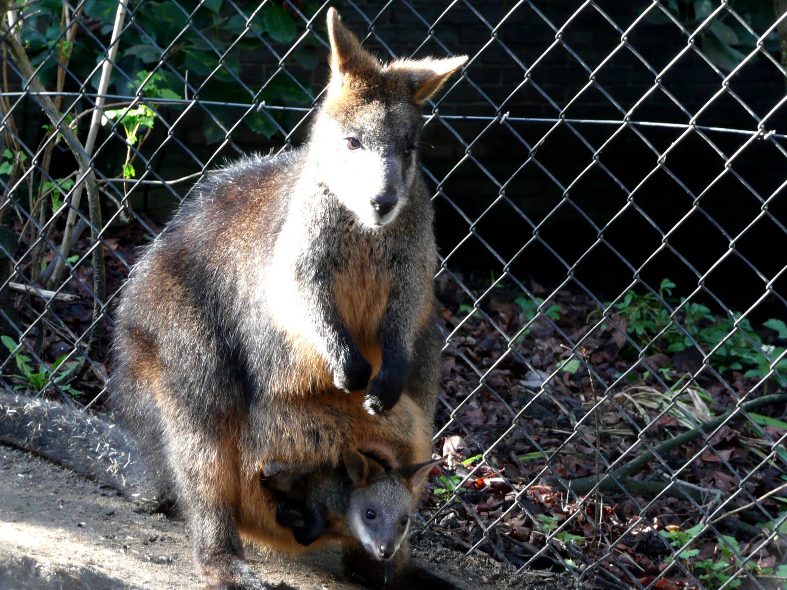 Swamp wallaby