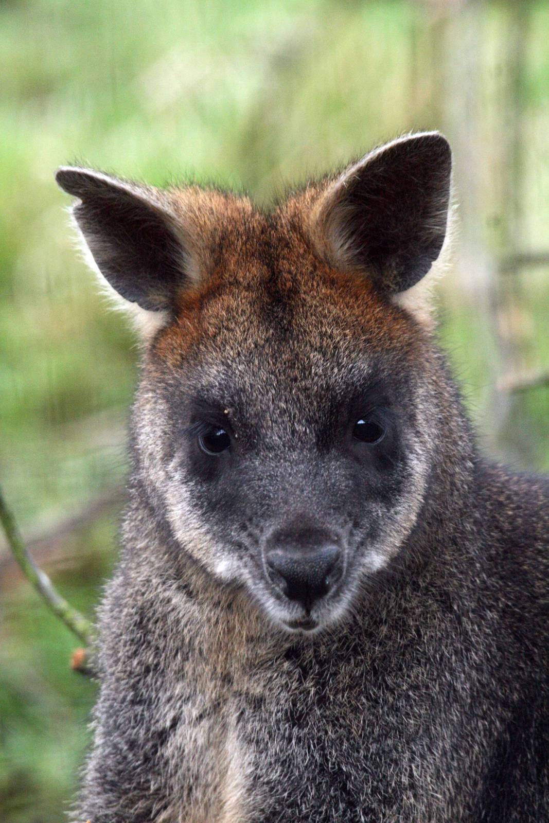 Swamp Wallaby