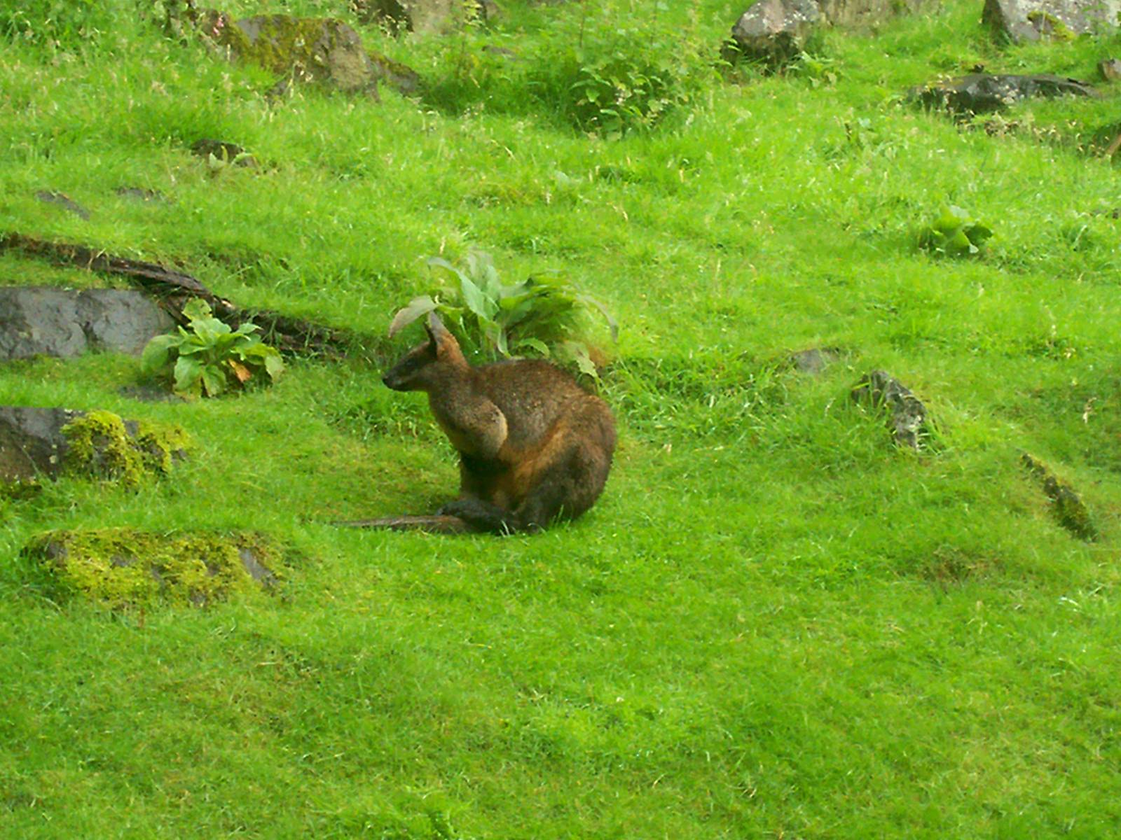 Swamp wallaby