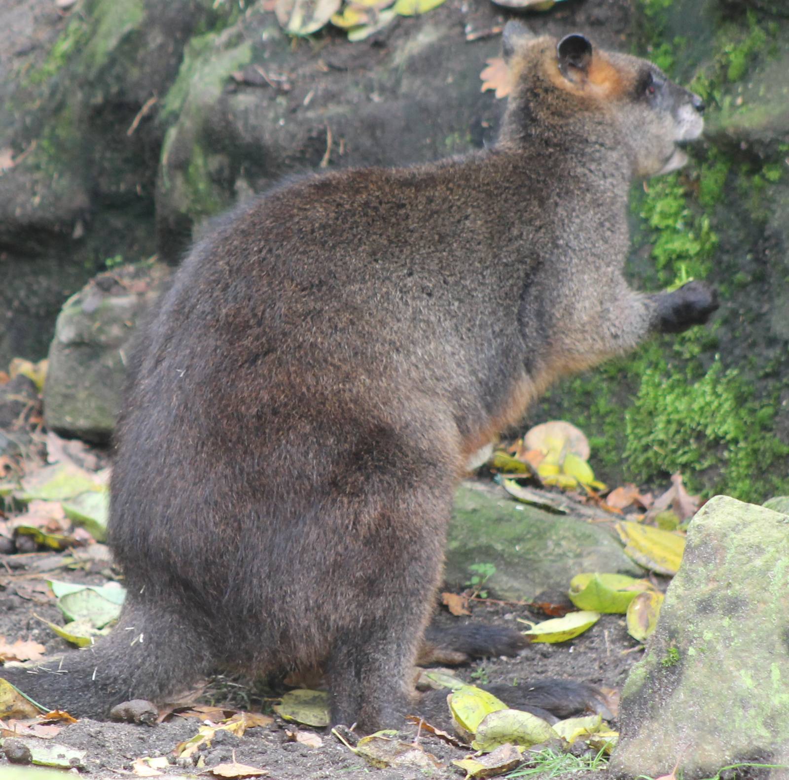swamp wallaby