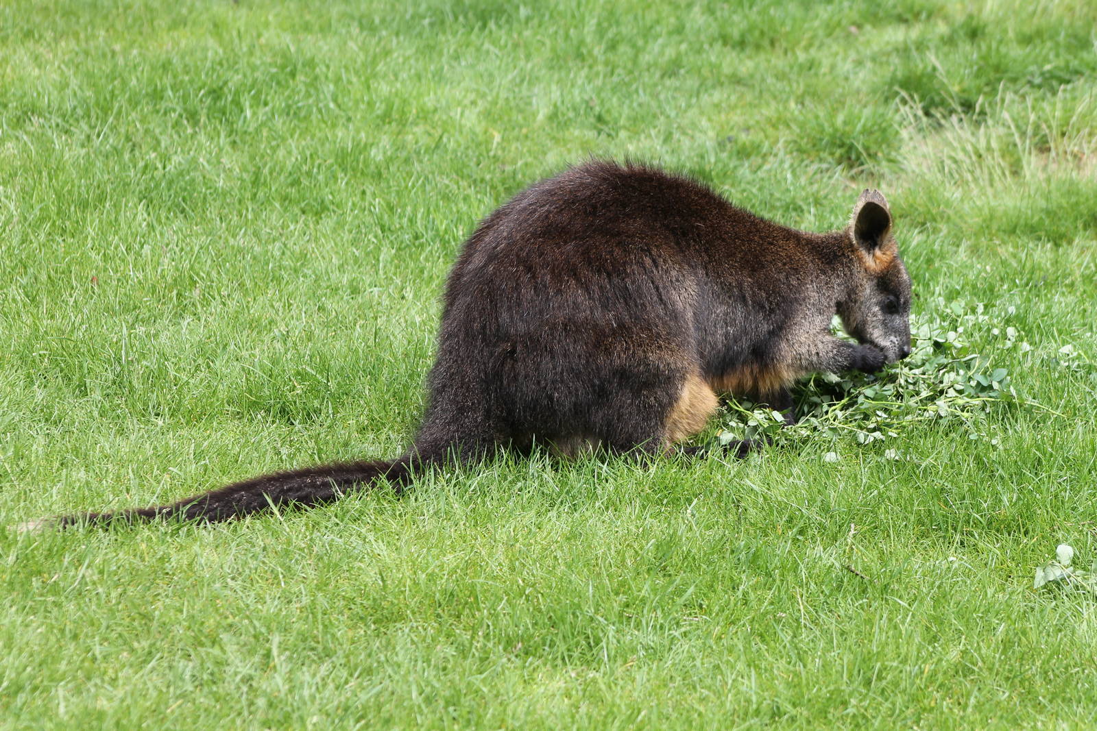 Swamp wallaby