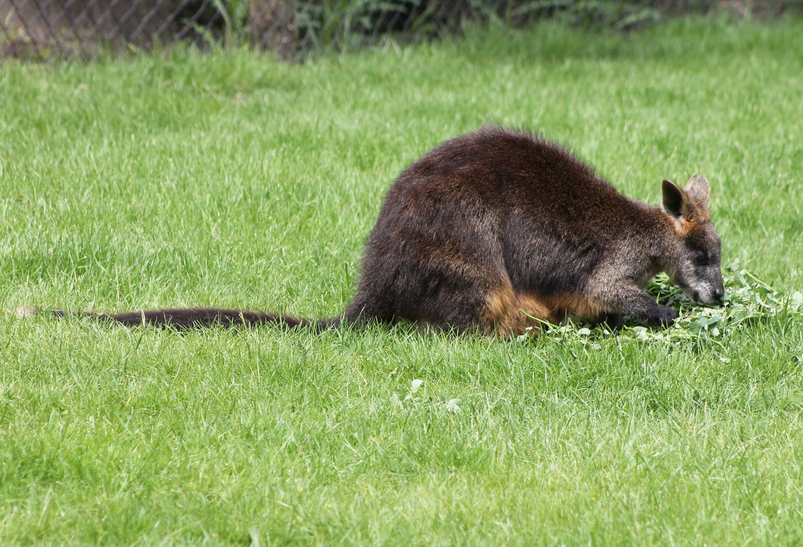 Swamp wallaby