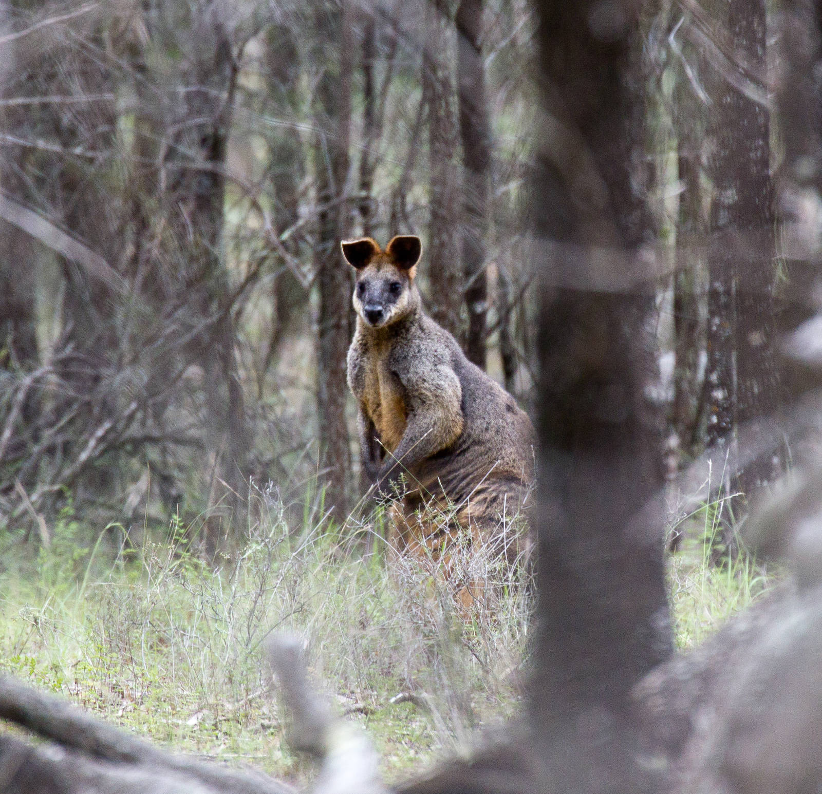 Swamp Wallaby