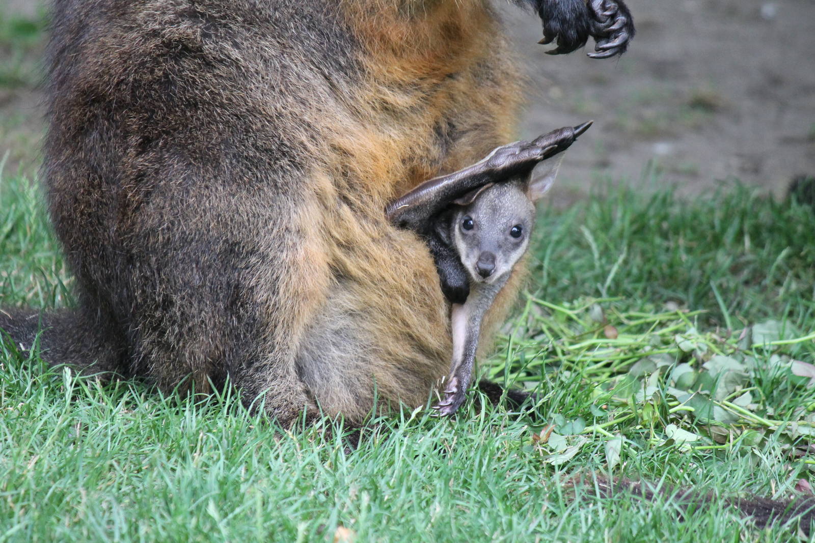 Swamp wallaby