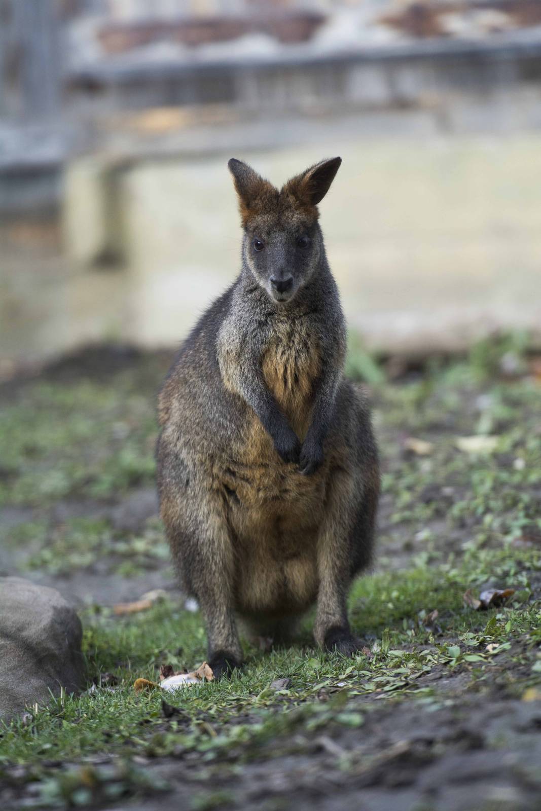 Swamp Wallaby